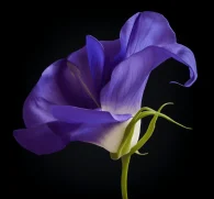 Clitoria ternatea L. Flower (Butterfly Pea Flower) – Vibrant blue flower in Interstellar Blends, rich in anthocyanins, supporting brain health, cognitive function, and antioxidant protection.
