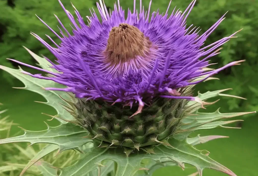 Cynara scolymus (Artichoke Leaf) – Liver-supporting botanical in Interstellar Blends, promoting digestion, cholesterol balance, and antioxidant protection.