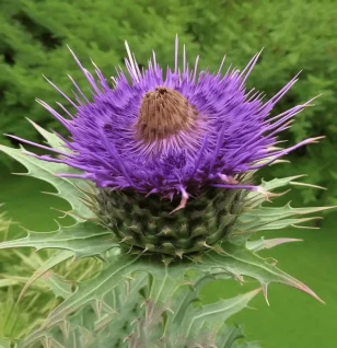 Cynara scolymus (Artichoke Leaf) – Liver-supporting botanical in Interstellar Blends, promoting digestion, cholesterol balance, and antioxidant protection.