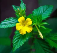 Damiana (Turnera diffusa) – Herbal aphrodisiac in Interstellar Blends, supporting mood enhancement, hormone balance, and stress relief.