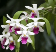Dendrobium nobile (Noble Dendrobium Orchid) – Traditional tonic herb in Interstellar Blends, supporting energy, hydration, cognitive function, and longevity.