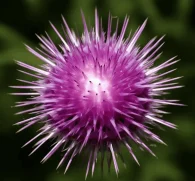 Egyptian Silybum marianum (Milk Thistle) – Powerful liver-supporting herb in Interstellar Blends, promoting detoxification, antioxidant defense, and metabolic health.