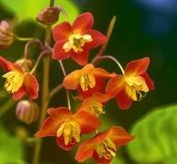 Epimedium koreanum – A detailed image of Epimedium koreanum, an herb in Interstellar Blends renowned for vitality and hormone balance.