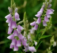 Galega officinalis (Goat’s Rue) – Traditional metabolic herb in Interstellar Blends, supporting blood sugar regulation, insulin sensitivity, and lactation health.