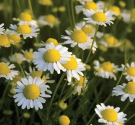 German Chamomile (Matricaria chamomilla) – Calming herb in Interstellar Blends, supporting relaxation, digestive health, sleep quality, and anti-inflammatory benefits.