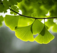 Ginkgo Leaf (Ginkgo biloba) – Powerful nootropic in Interstellar Blends, supporting cognitive function, memory enhancement, circulation, and antioxidant protection.