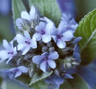 Mentha arvensis (Wild Mint, Field Mint) – Cooling herb in Interstellar Blends, supporting digestion, respiratory health, mental clarity, and antioxidant defense.