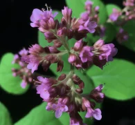 Origanum vulgare (Oregano) – Potent antimicrobial herb in Interstellar Blends, supporting immune function, digestion, respiratory health, and antioxidant defense.