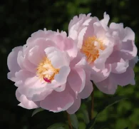 Paeonia lactiflora (Chinese Peony) – Traditional medicinal flower in Interstellar Blends, supporting hormonal balance, anti-inflammatory benefits, skin health, and relaxation.