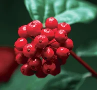Panax Ginseng Berry – Rare superfruit in Interstellar Blends, packed with ginsenosides, supporting energy, cognitive function, immune strength, and anti-aging benefits.
