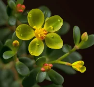 Portulaca oleracea L. (Purslane) – Nutrient-dense herb in Interstellar Blends, rich in omega-3 fatty acids, supporting heart health, brain function, and anti-inflammatory benefits.