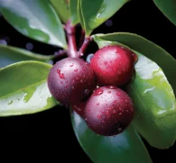 Psidium cattleianum (Strawberry Guava) Leaf – Antioxidant-rich leaf in Interstellar Blends, supporting immune health, digestive function, and anti-inflammatory benefits.