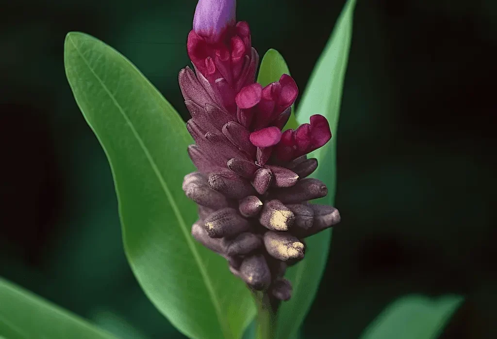 Puerariae Radix (Kudzu Root) – Traditional herb in Interstellar Blends, supporting cardiovascular health, detoxification, and hormone balance.