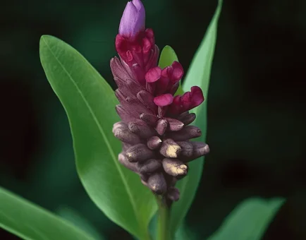 Puerariae Radix (Kudzu Root) – Traditional herb in Interstellar Blends, supporting cardiovascular health, detoxification, and hormone balance.