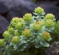 Rhodiola rosea – A stunning capture of Rhodiola rosea, an adaptogenic herb in Interstellar Blends for stress resilience and mental clarity.