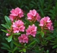 Rhododendron ferrugineum (Alpine Rose) – Medicinal herb in Interstellar Blends, supporting immune function, cardiovascular health, and anti-inflammatory benefits.