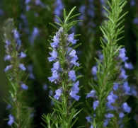 Rosmarinus officinalis (Rosemary) – Memory-enhancing herb in Interstellar Blends, supporting cognitive function and digestion.