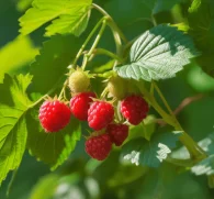 Rubus idaeus (Red Raspberry) – Antioxidant-rich berry in Interstellar Blends, supporting immune function, reproductive health, and skin vitality.