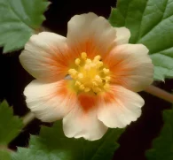 Sida cordifolia Alkaloids – Active compounds in Interstellar Blends, supporting energy, metabolism, and immune health while offering anti-inflammatory benefits.