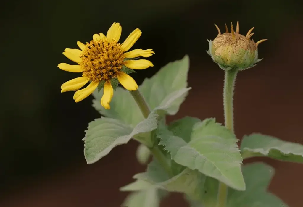 Smallanthus sonchifolius (Yacon Root) – Prebiotic-rich superfood in Interstellar Blends, supporting gut health, blood sugar balance, and digestion.