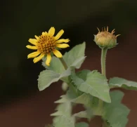 Smallanthus sonchifolius (Yacon Root) – Prebiotic-rich superfood in Interstellar Blends, supporting gut health, blood sugar balance, and digestion.