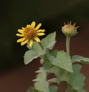 Smallanthus sonchifolius (Yacon Root) – Prebiotic-rich superfood in Interstellar Blends, supporting gut health, blood sugar balance, and digestion.