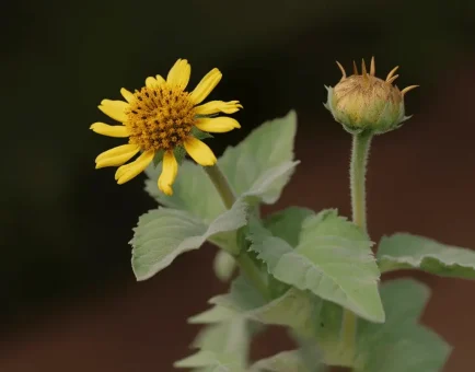 Smallanthus sonchifolius (Yacon Root) – Prebiotic-rich superfood in Interstellar Blends, supporting gut health, blood sugar balance, and digestion.