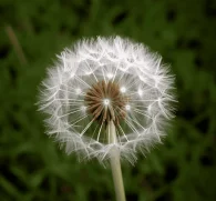 Taraxacum mongolicuma – Detoxifying herb in Interstellar Blends, supporting liver function, digestion, and kidney health.