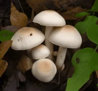 Tricholoma mongolicum (Mongolian Mushroom) – Medicinal mushroom in Interstellar Blends, supporting immune health, liver detoxification, and anti-inflammatory benefits.