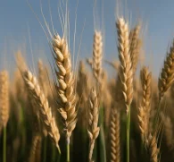 Triticum aestivum (Wheatgrass) – Detoxifying green in Interstellar Blends, alkalizing the body and promoting energy.