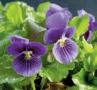 Viola Odorata - Interstellar Blends