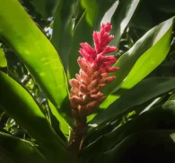 Zingiber officinale – A high-resolution image of Zingiber officinale (Ginger root), a core ingredient in Interstellar Blends for digestive and immune support.