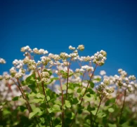 Tartary Buckwheat (Fagopyrum tataricum) – Antioxidant-rich grain in Interstellar Blends, supporting cardiovascular health, blood sugar regulation, and anti-inflammatory benefits.